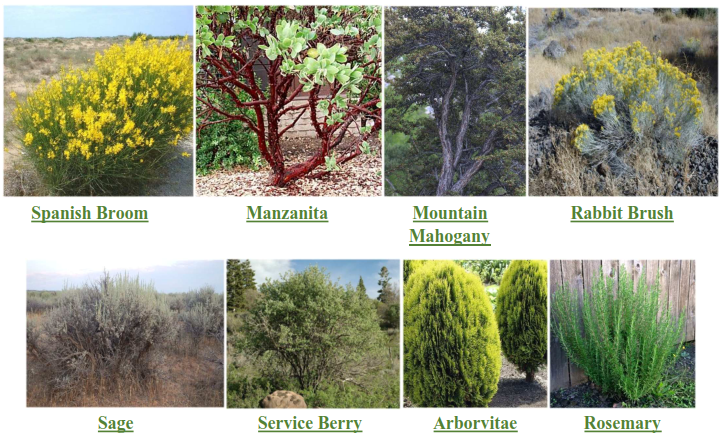 Spanish broom, Manzanita, Mount Mahogany, Rabbit Bush, Sage, Service Berry, Arborvitae, Rosemary